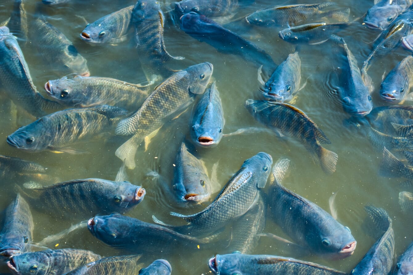 Tilapia Aquaculture